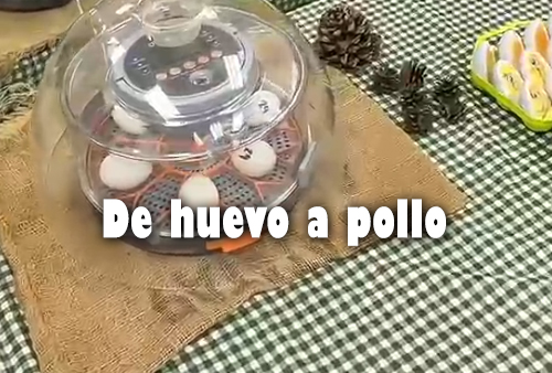 🐣✨ Descubrimos el inicio de la vida con nuestra incubadora